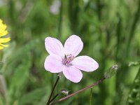Erodium ciconium 7, Saxifraga-Rutger Barendse
