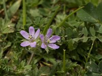 Erodium cicutarium 10, Gewone reigersbek, Saxifraga-Jan van der Straaten