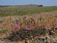 Erodium cicutarium 17, Gewone reigersbek, Saxifraga-Jeroen Willemsen
