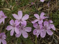 Erodium cicutarium 23, Gewone reigersbek, Saxifraga-Willem van Kruijsbergen