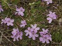 Erodium cicutarium 24, Gewone reigersbek, Saxifraga-Willem van Kruijsbergen