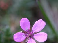 Erodium cicutarium 27, Gewone reigersbek, Saxifraga-Rutger Barendse