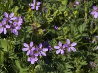Erodium cicutarium 33, Gewone reigersbek, Saxifraga-Jan van der Straaten