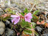 Erodium cicutarium 43, Gewone reigersbek, Saxifraga-Rutger Barendse