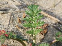 Erodium cicutarium 50, Gewone reigersbek, Saxifraga-Rutger Barendse