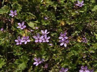 Erodium cicutarium 82, Gewone reigersbek, Saxifraga-Jan van der Straaten