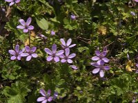 Erodium cicutarium 83, Gewone reigersbek, Saxifraga-Jan van der Straaten