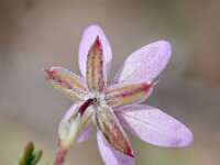 Erodium cicutarium 85, Gewone reigersbek, Saxifraga-Sonja Bouwman