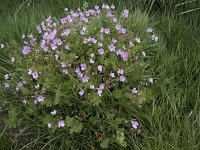 Erodium cicutarium ssp cicutarium 97, Gewone reigersbek, Saxifraga-Willem van Kruijsbergen