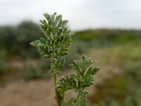Erodium lebelii 10, Kleverige reigersbek, Saxifraga-Rutger Barendse