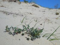 Erodium lebelii 5, Kleverige reigersbek, Saxifraga-Ed Stikvoort