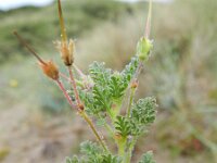 Erodium lebelii 9, Kleverige reigersbek, Saxifraga-Rutger Barendse