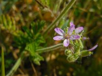 Erodium moschatum 3, Muskusreigersbek, Saxifraga-Ed Stikvoort