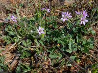 Erodium moschatum 4, Muskusreigersbek, Saxifraga-Ed Stikvoort