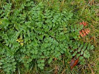 Erodium moschatum 6, Muskusreigersbek, Saxifraga-Ed Stikvoort