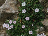Erodium reichardii 2, Saxifraga-Rutger Barendse