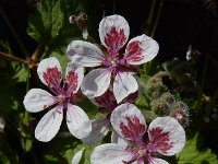 Erodium trifolium