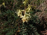 Erophaca baetica 12, Saxifraga-Peter Meininger