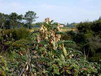 Erophaca baetica 14, Saxifraga-Peter Meininger