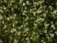 Erophila verna, Common Whitlowgrass