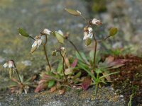 Erophila verna 2, Vroegeling, Saxifraga-Willem van Kruijsbergen