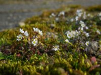 Erophila verna 24, Vroegeling, Saxifraga-Ed Stikvoort