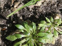 Erophila verna 30, Vroegeling, Saxifraga-Rutger Barendse