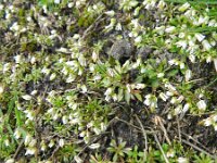 Erophila verna 32, Vroegeling, Saxifraga-Rutger Barendse