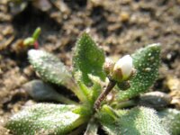 Erophila verna 34, Vroegeling, Saxifraga-Rutger Barendse