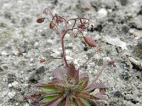 Erophila verna 36, Vroegeling, Saxifraga-Rutger Barendse