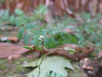 Erophila verna 41, Vroegeling, Saxifraga-Rutger Barendse
