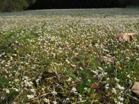 Erophila verna 44, Vroegeling, Saxifraga-Rutger Barendse