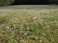 Erophila verna 45, Vroegeling, Saxifraga-Rutger Barendse