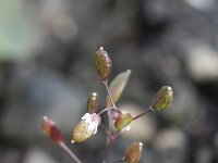 Erophila verna 46, Vroegeling, Saxifraga-Rutger Barendse