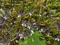 Erophila verna 47, Vroegeling, Saxifraga-Rutger Barendse