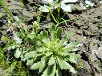Erophila verna 54, Vroegeling, Saxifraga-Rutger Barendse