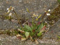 Erophila verna 7, Vroegeling, Saxifraga-Willem van Kruijsbergen