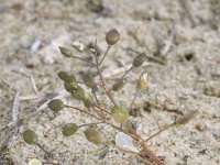 Erophila verna ssp spathulata 48, Saxifraga-Rutger Barendse