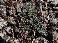 Erucastrum gallicum 15, Schijnraket, Saxifraga-Ed Stikvoort