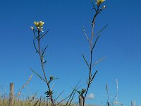 Erucastrum gallicum 7, Schijnraket, Saxifraga-Ed Stikvoort