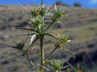 Eryngium billardieri 1, Saxifraga-Ed Stikvoort