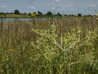 Eryngium campestre 12, Kruisdistel, Saxifraga-Jan van der Straaten