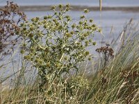 Eryngium campestre 13, Kruisdistel, Saxifraga-Peter Meininger