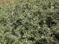 Eryngium campestre 14, Kruisdistel, Saxifraga-Peter Meininger