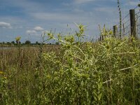 Eryngium campestre 15, Kruisdistel, Saxifraga-Jan van der Straaten