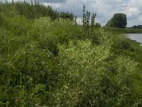Eryngium campestre 16, Kruisdistel, Saxifraga-Jan van der Straaten