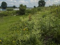 Eryngium campestre 17, Kruisdistel, Saxifraga-Jan van der Straaten