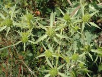 Eryngium campestre 2, Kruisdistel, Saxifraga-Jan van der Straaten