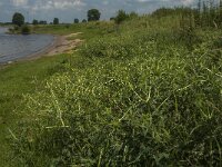 Eryngium campestre 22, Kruisdistel, Saxifraga-Jan van der Straaten