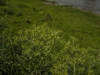 Eryngium campestre 23, Kruisdistel, Saxifraga-Jan van der Straaten